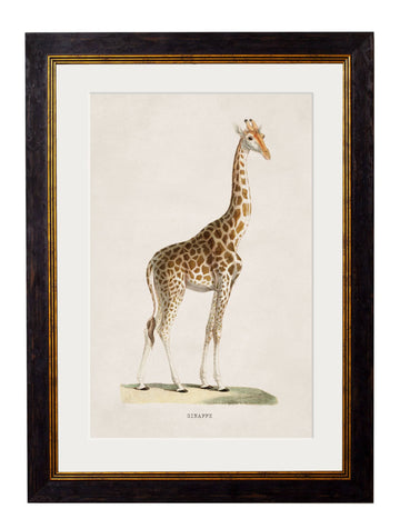 ]c.1836 Giraffe