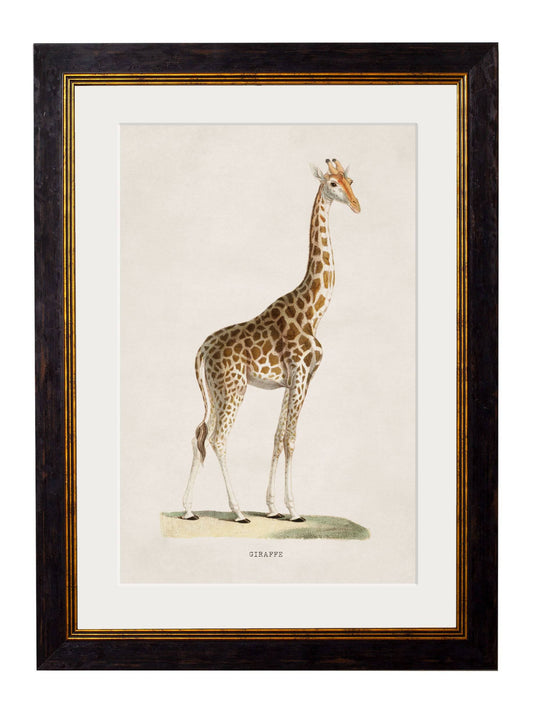 ]c.1836 Giraffe