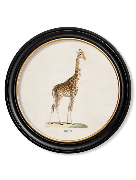 c.1836 Giraffe - Round Frame | Elegant Antique French Illustration Print 70x70cm | Handcrafted British Wall Art