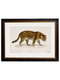 c.1836 Jaguar