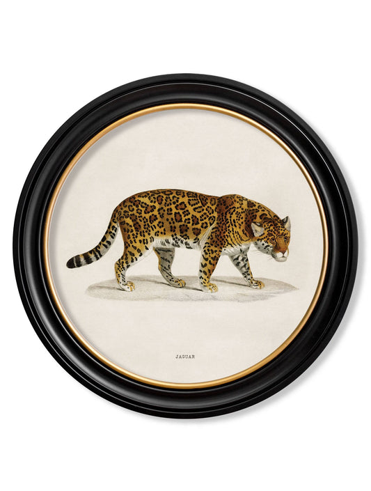 c.1836 Jaguar Framed Print – Oxford Round Frame | Antique Animal Wall Art