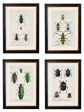 c.1836 Studies of Beetles Framed Prints – Collection of 4 | Oxford Slim Frame