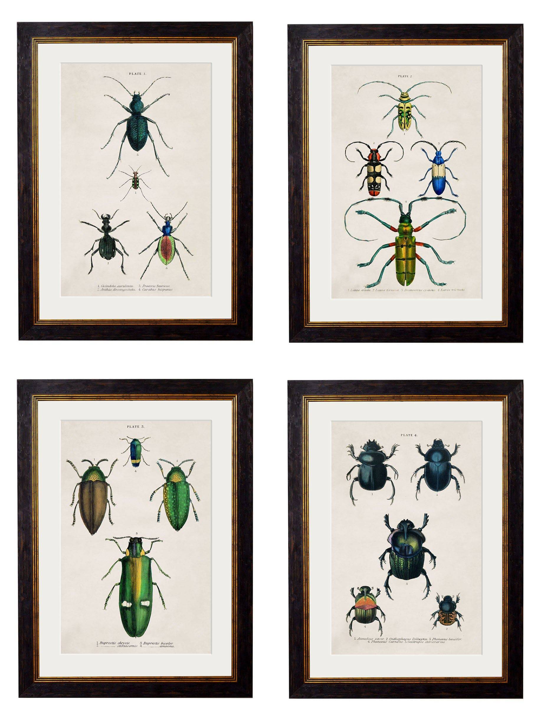 c.1836 Studies of Beetles Framed Prints – Collection of 4 | Oxford Slim Frame