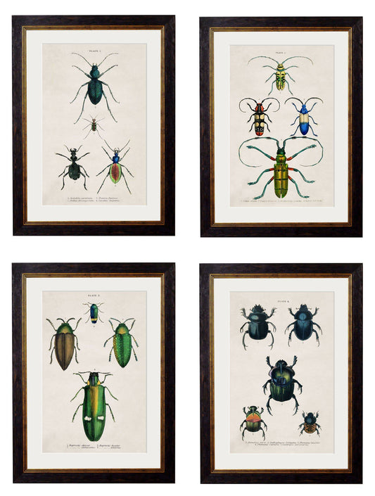 c.1836 Studies of Beetles Framed Prints – Collection of 4 | Oxford Slim Frame