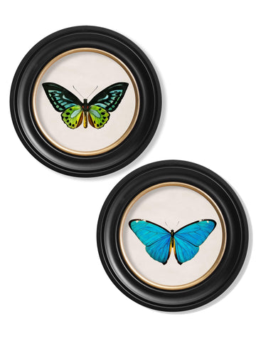 c.1836 Tropical Butterflies – Vintage Natural History Prints in Round Frames