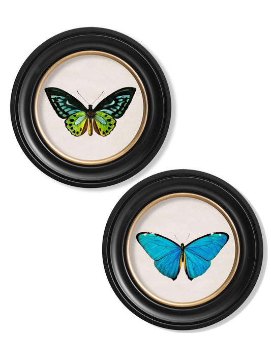 c.1836 Tropical Butterflies – Vintage Natural History Prints in Round Frames