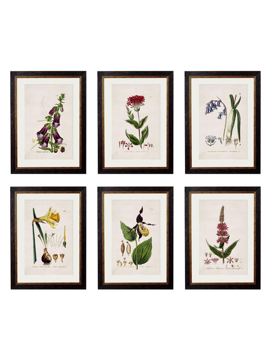 c.1837 British Flowering Plants – Vintage Botanical Prints