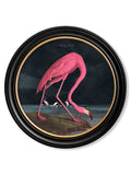 c.1838 Audubon's Flamingo - Dark - Round Frame