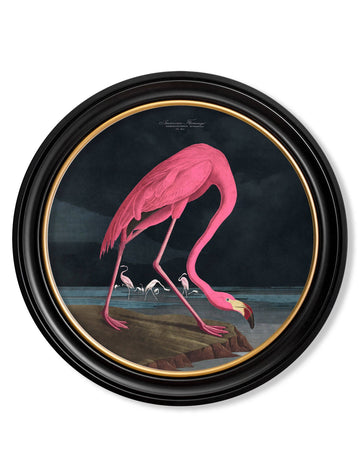 c.1838 Audubon's Flamingo - Dark - Round Frame