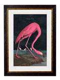 c.1838 Audubon’s Flamingo (Dark) Vintage Hand-Coloured Bird Wall Art Print