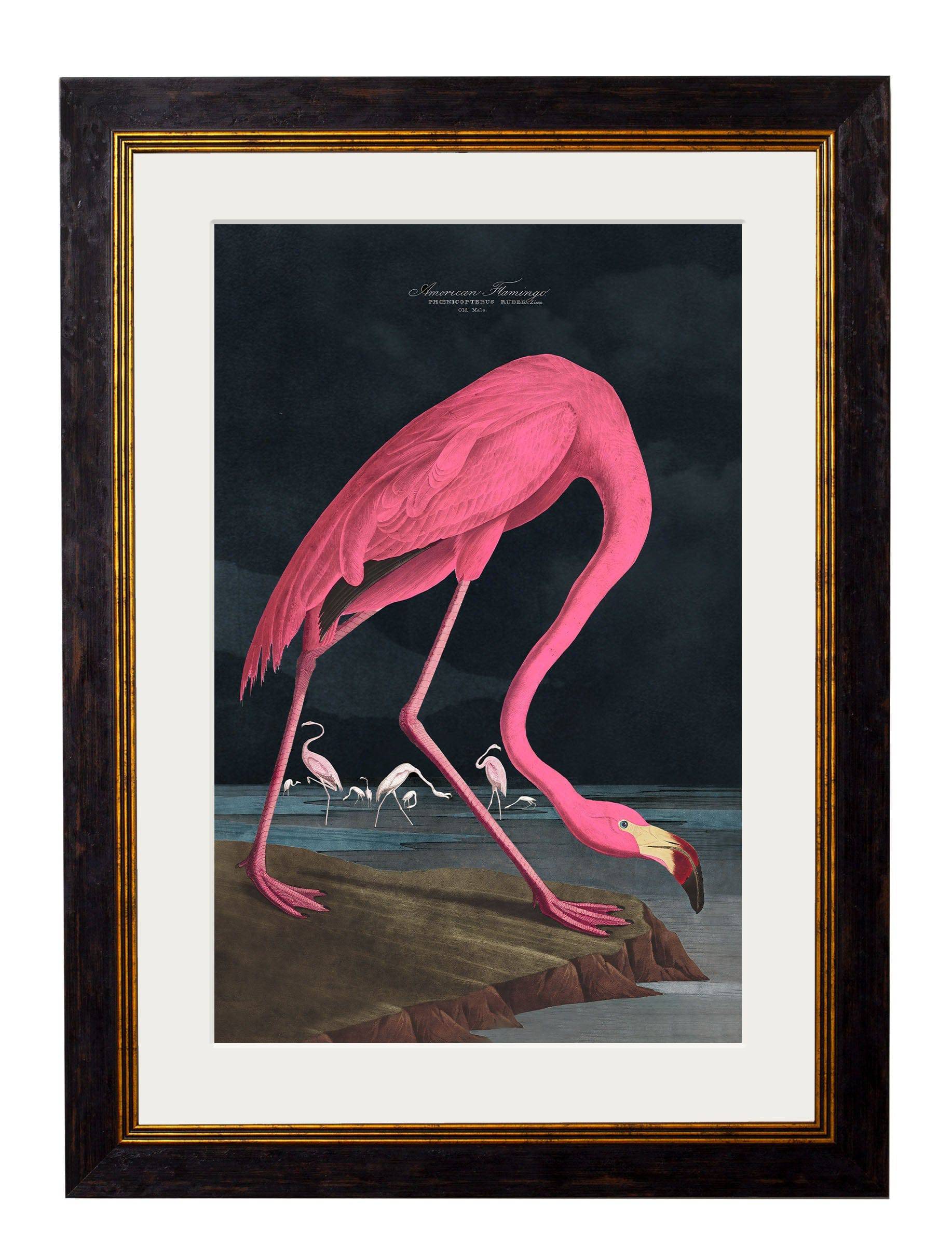 c.1838 Audubon’s Flamingo (Dark) Vintage Hand-Coloured Bird Wall Art Print