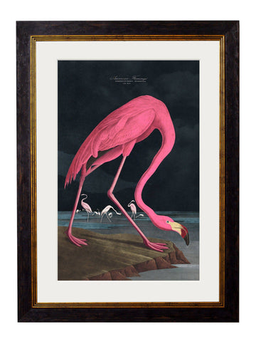 c.1838 Audubon’s Flamingo (Dark) Vintage Hand-Coloured Bird Wall Art Print