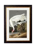 c.1838 Audubon's Hooping Crane framed wall art for sale
