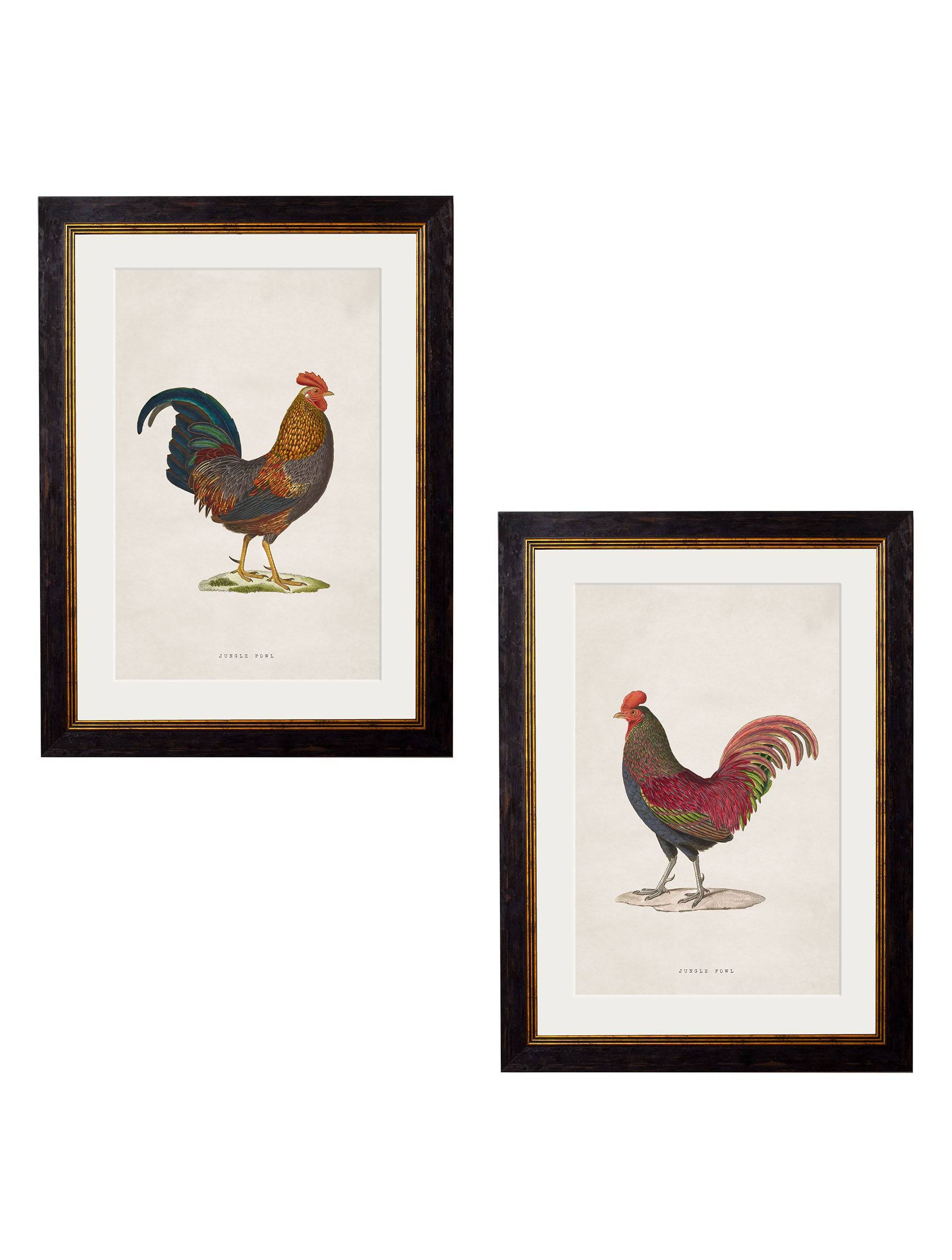 c.1838 Junglefowl – Vintage Hand-Coloured Bird Prints