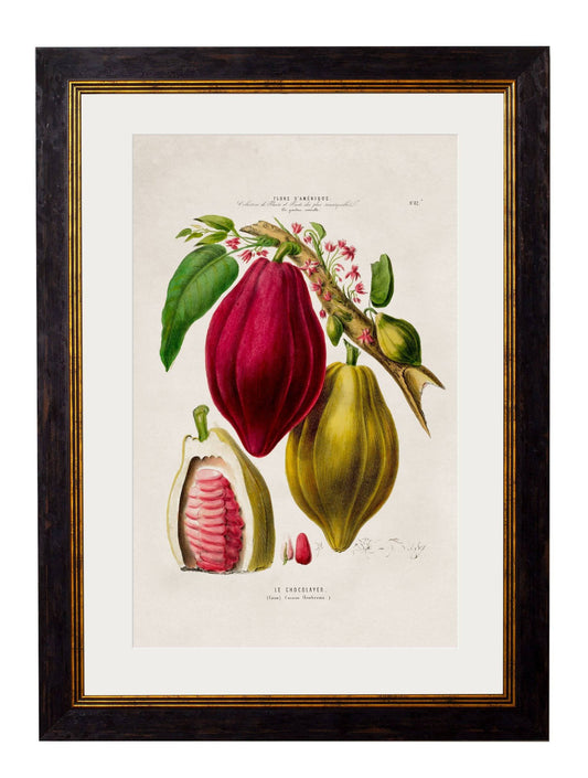 c.1843 Chocolate Plant
