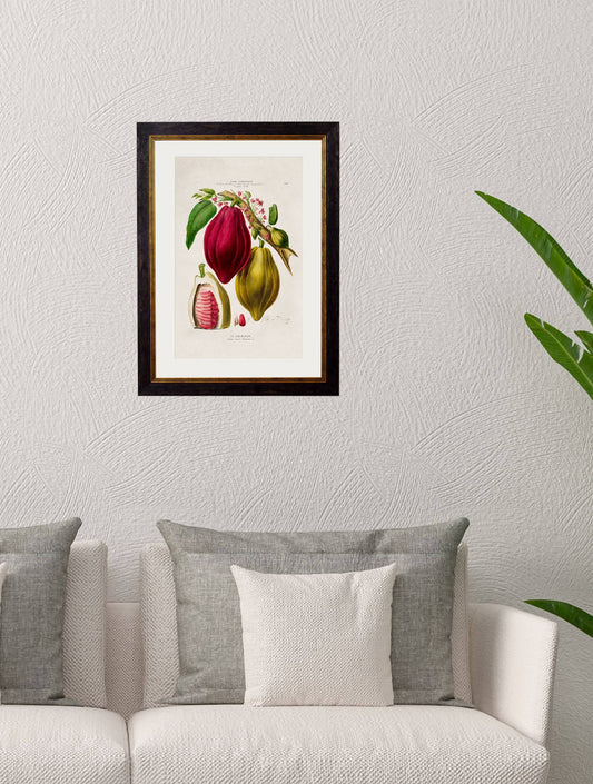 c.1843 Chocolate Plant | Vintage Framed Botanical Cocoa Print