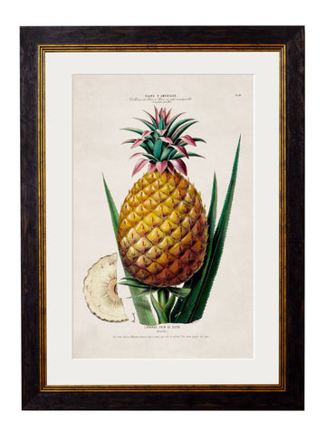 c.1843 Pineapple Plant