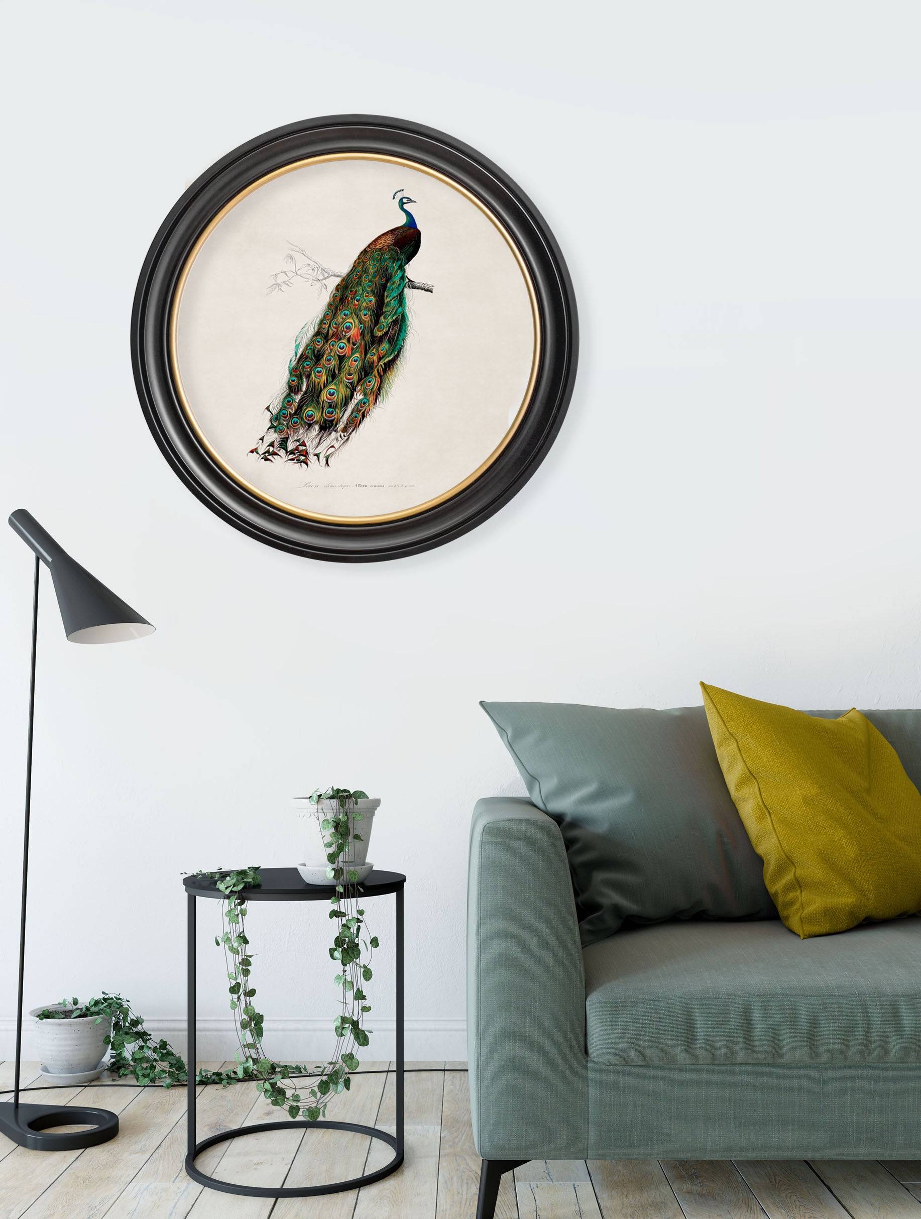 c.1847 Peacock in Round Frame for sale free UK delivery UK
