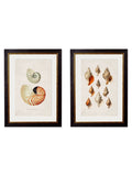 c.1848 Studies of Shells – Vintage Seashell Illustration Prints (Set of Two)