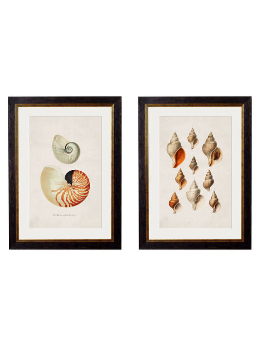 c.1848 Studies of Shells – Vintage Seashell Illustration Prints (Set of Two)
