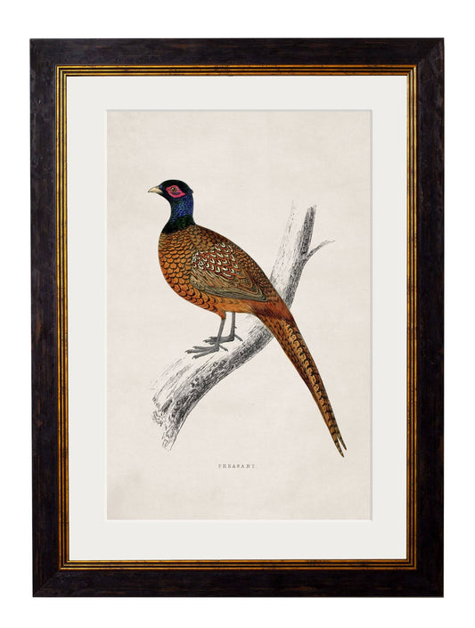 c.1850's Pheasant | Elegant Mid-19th Century British Natural History Print
