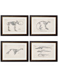 c.1870 Anatomical Skeletons Framed Prints – Collection of 4 | Oxford Slim Frame
