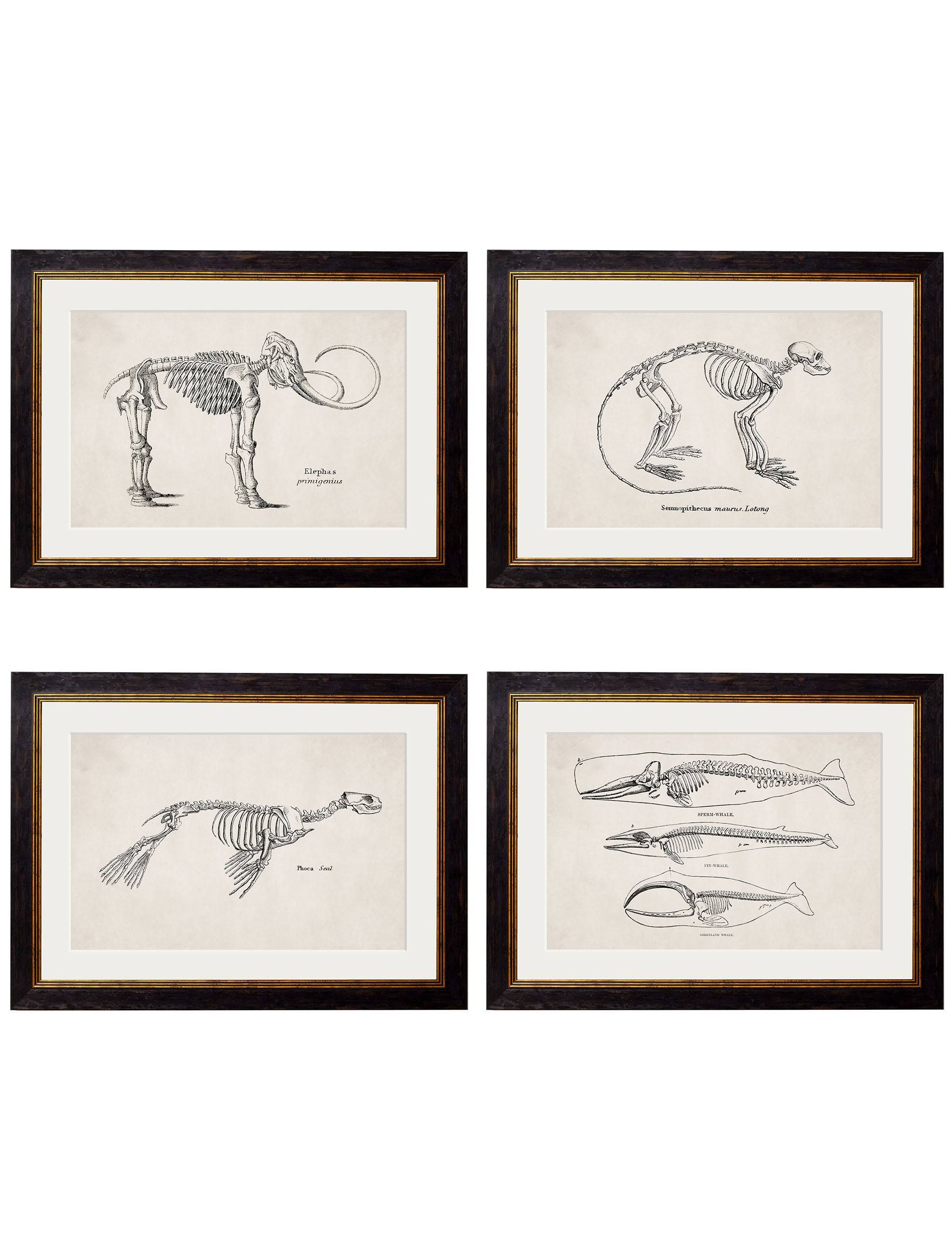 c.1870 Anatomical Skeletons Framed Prints – Collection of 4 | Oxford Slim Frame