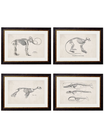 c.1870 Anatomical Skeletons Framed Prints – Collection of 4 | Oxford Slim Frame