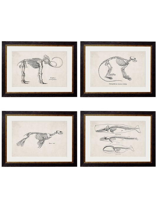 c.1870 Anatomical Skeletons Framed Prints – Collection of 4 | Oxford Slim Frame