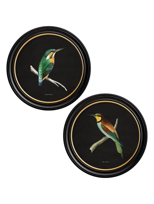 c.1870 Kingfisher and Bee Eater - Black