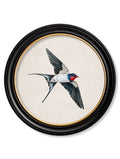 c.1875 Swallows in Round Frames for sale at Blythe Living
