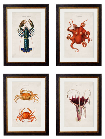 c.1876 Collection of Marine Animals – Vintage Natural History Prints