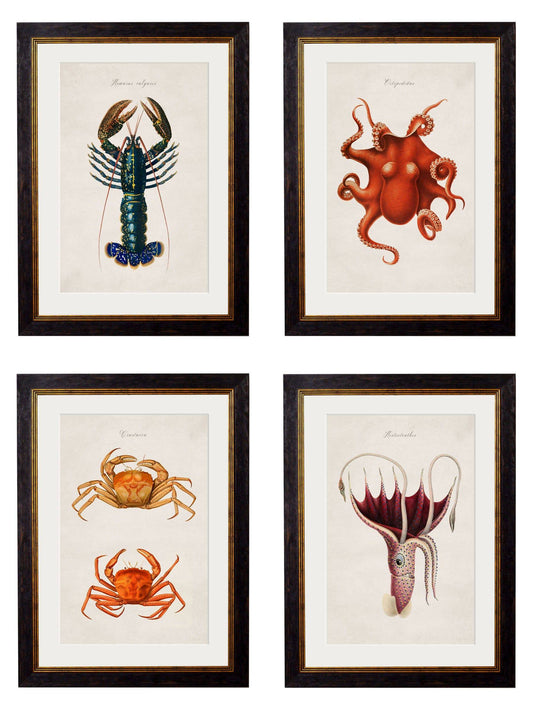 c.1876 Collection of Marine Animals – Vintage Natural History Prints
