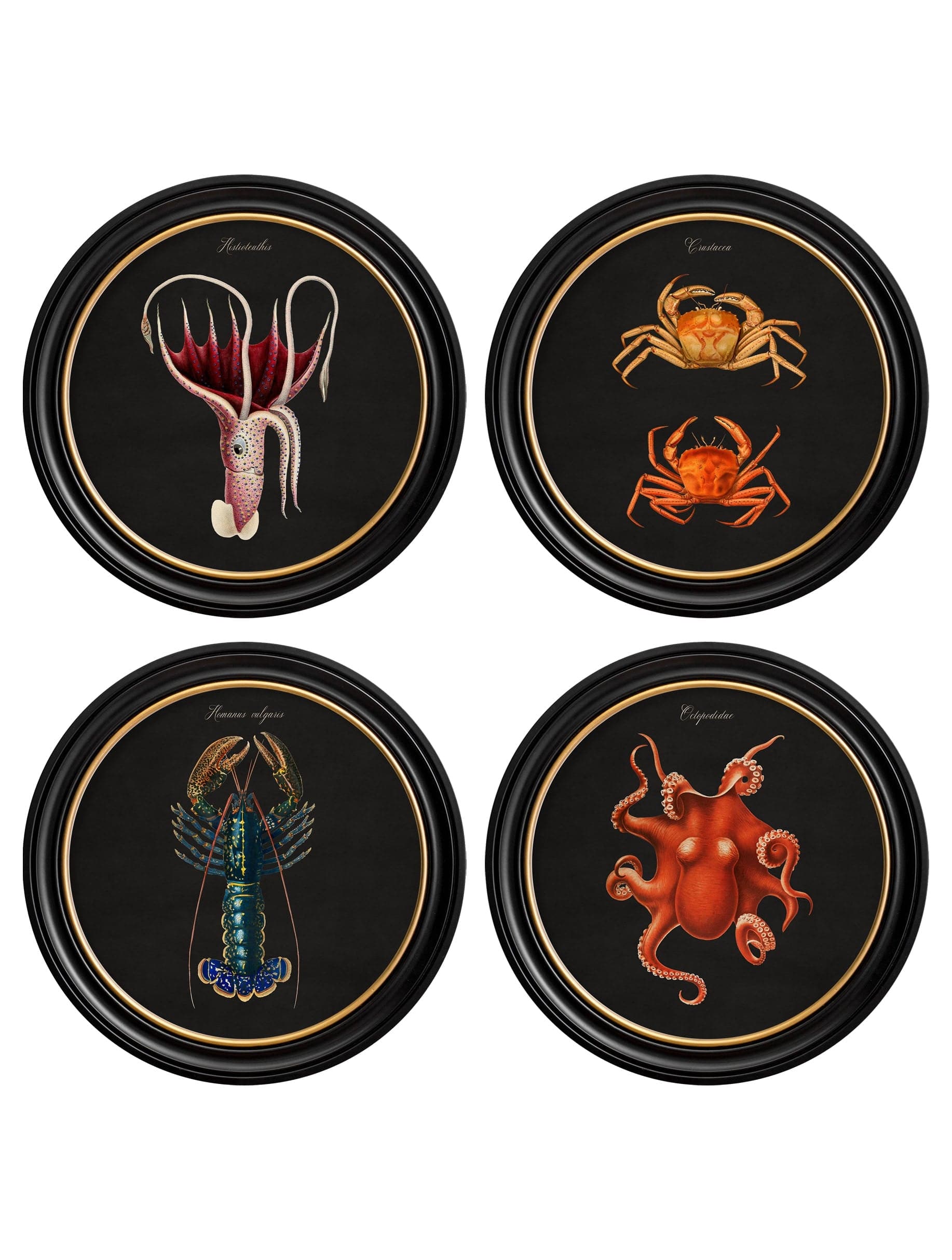 c.1876 Marine Animals Vintage Sea Life Prints in Black Round Frames – Set of Four
