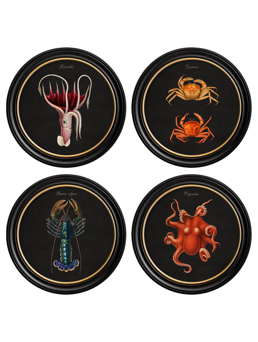 c.1876 Marine Animals Vintage Sea Life Prints in Black Round Frames – Set of Four