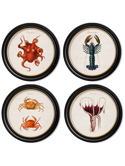 c.1876 Marine Animals in Round Frames