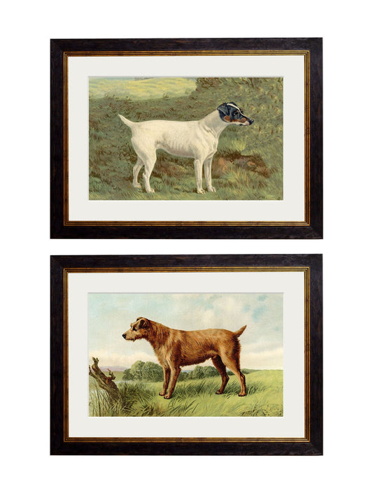c.1881 Terriers