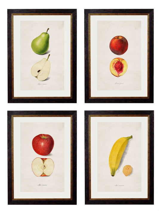 c.1886 Studies of Fruit"