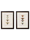 c.1892 Bees and Wasps Vintage Entomology Art Prints – Set of Two