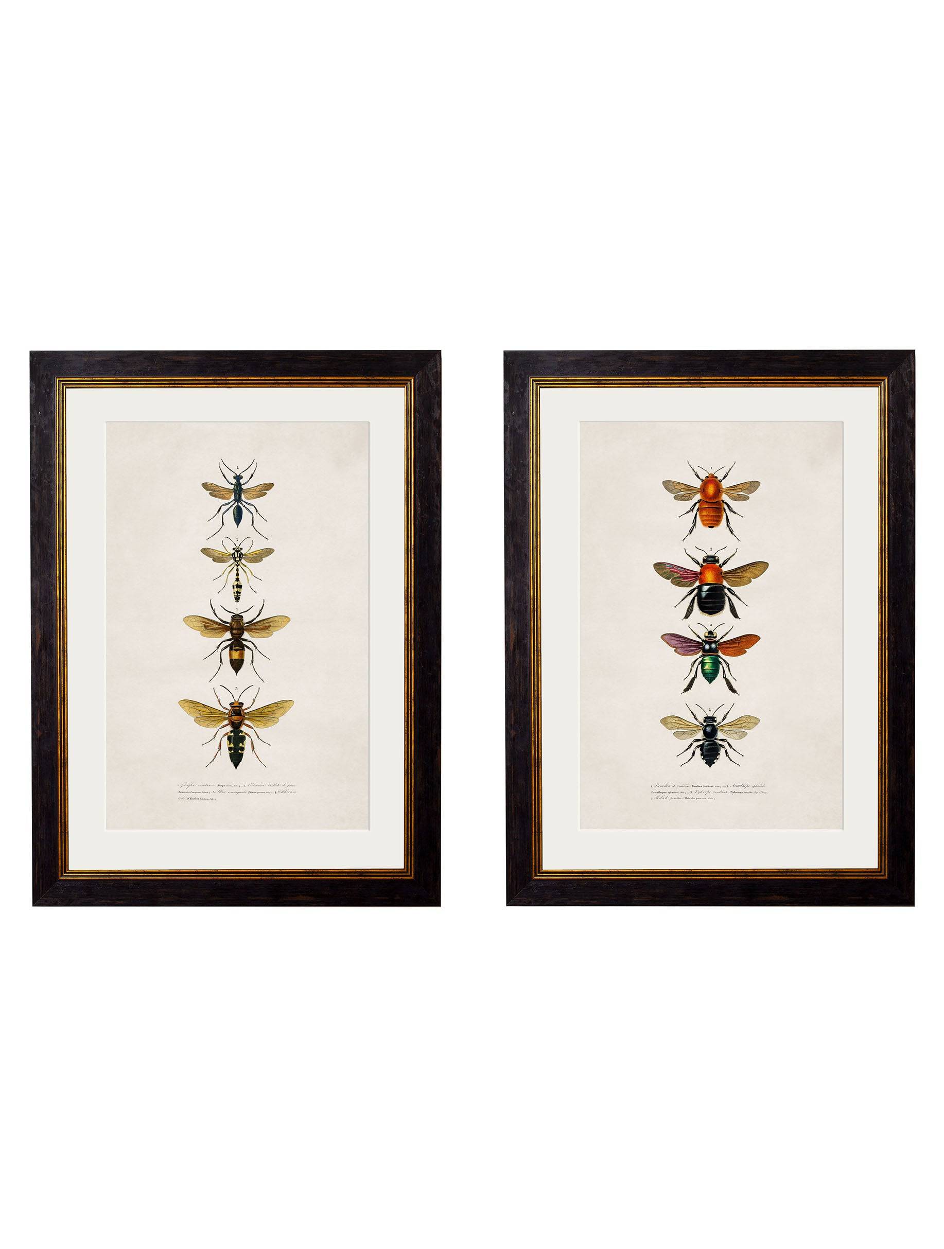 c.1892 Bees and Wasps Vintage Entomology Art Prints – Set of Two