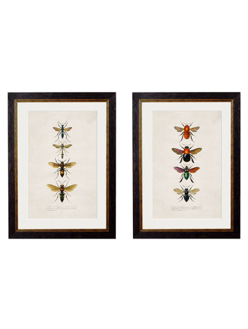 c.1892 Bees and Wasps Vintage Entomology Art Prints – Set of Two