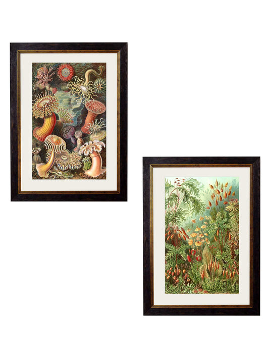 c.1904 Haeckel Flora