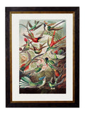 c.1904 Haeckel Hummingbirds