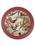 c.1904 Haeckel Hummingbirds - Red Frame