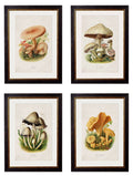 c.1913 Edible Mushrooms