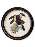 c.1848 Toucans - Round Frames - Blythe Living