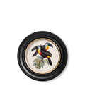 c.1848 Toucans - Round Frames - Blythe Living