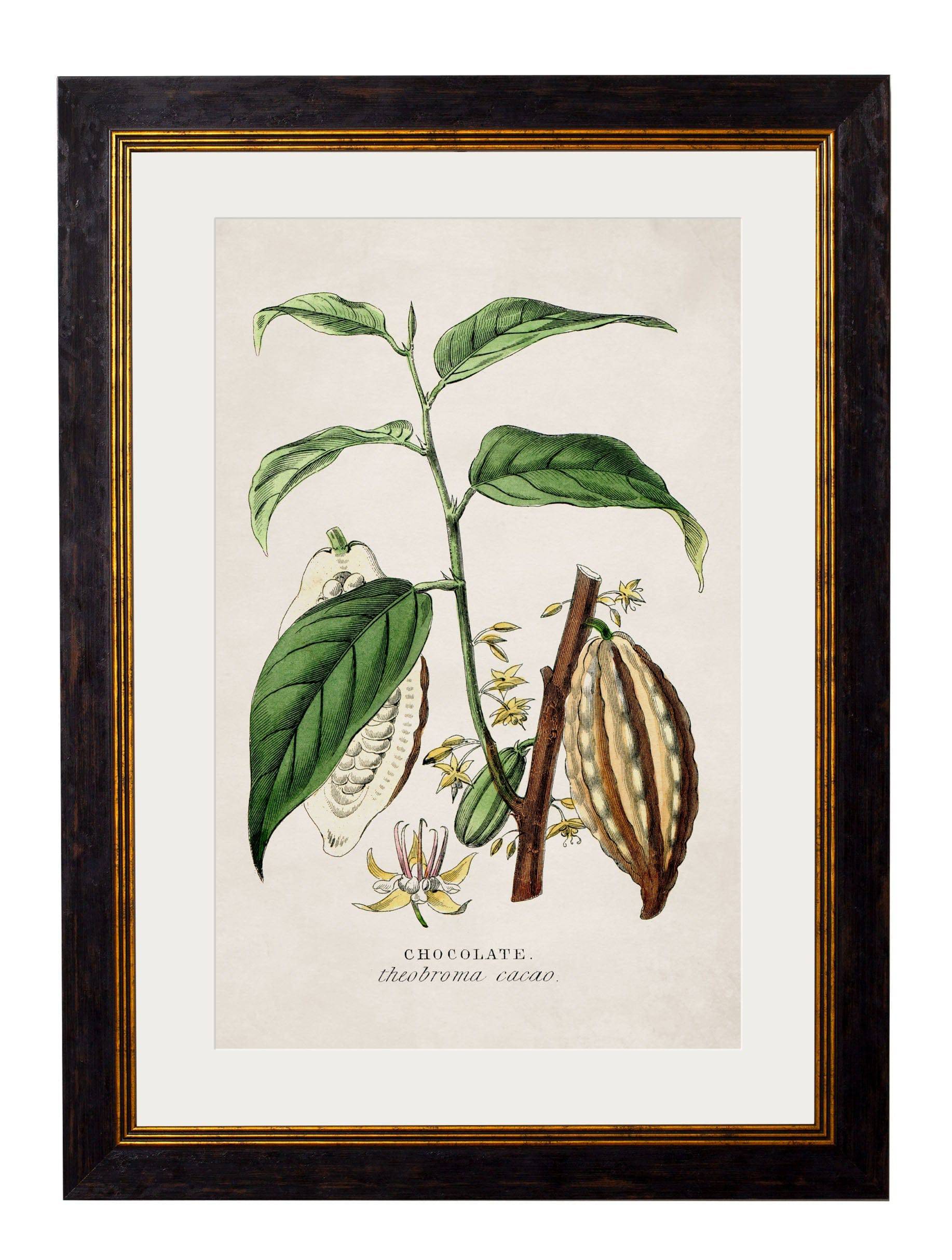 c.1877 Tea, Coffee and Chocolate Plants - Blythe Living