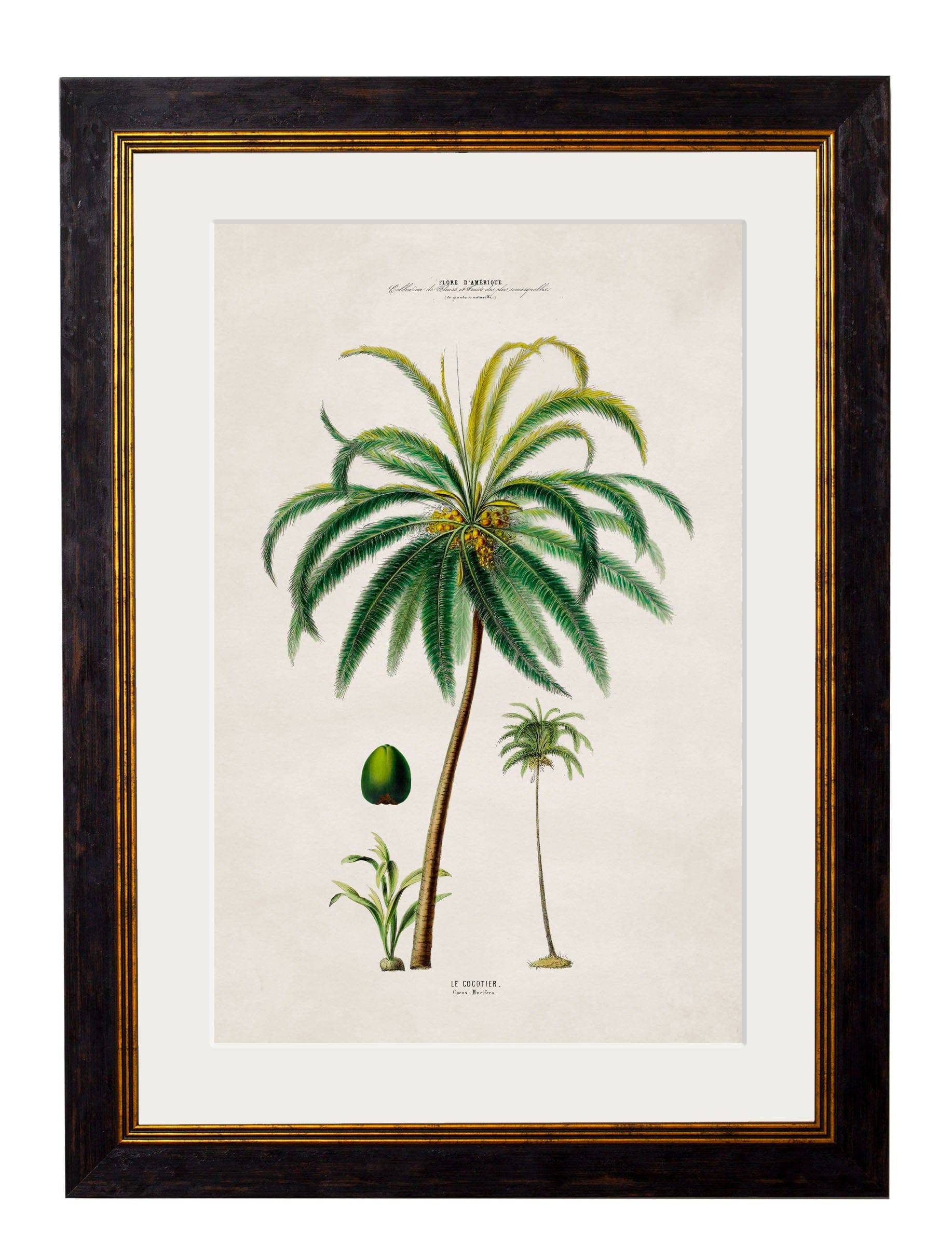 c.1843 Studies of South American Palm Trees - Blythe Living