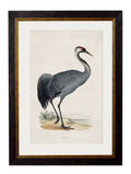 c.1850's British Wading Birds - Blythe Living